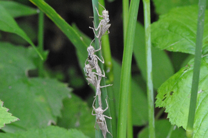 Exuviae rave party.... Platycnemis pennipes